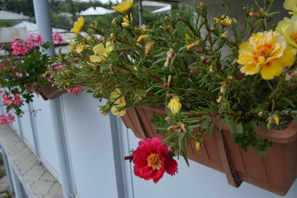 Guesthouse Giorgi เทลาวี ภายนอก รูปภาพ