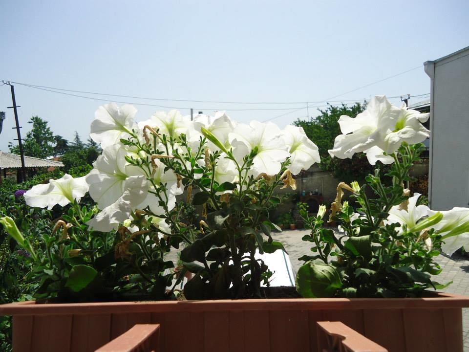 Guesthouse Giorgi เทลาวี ภายนอก รูปภาพ